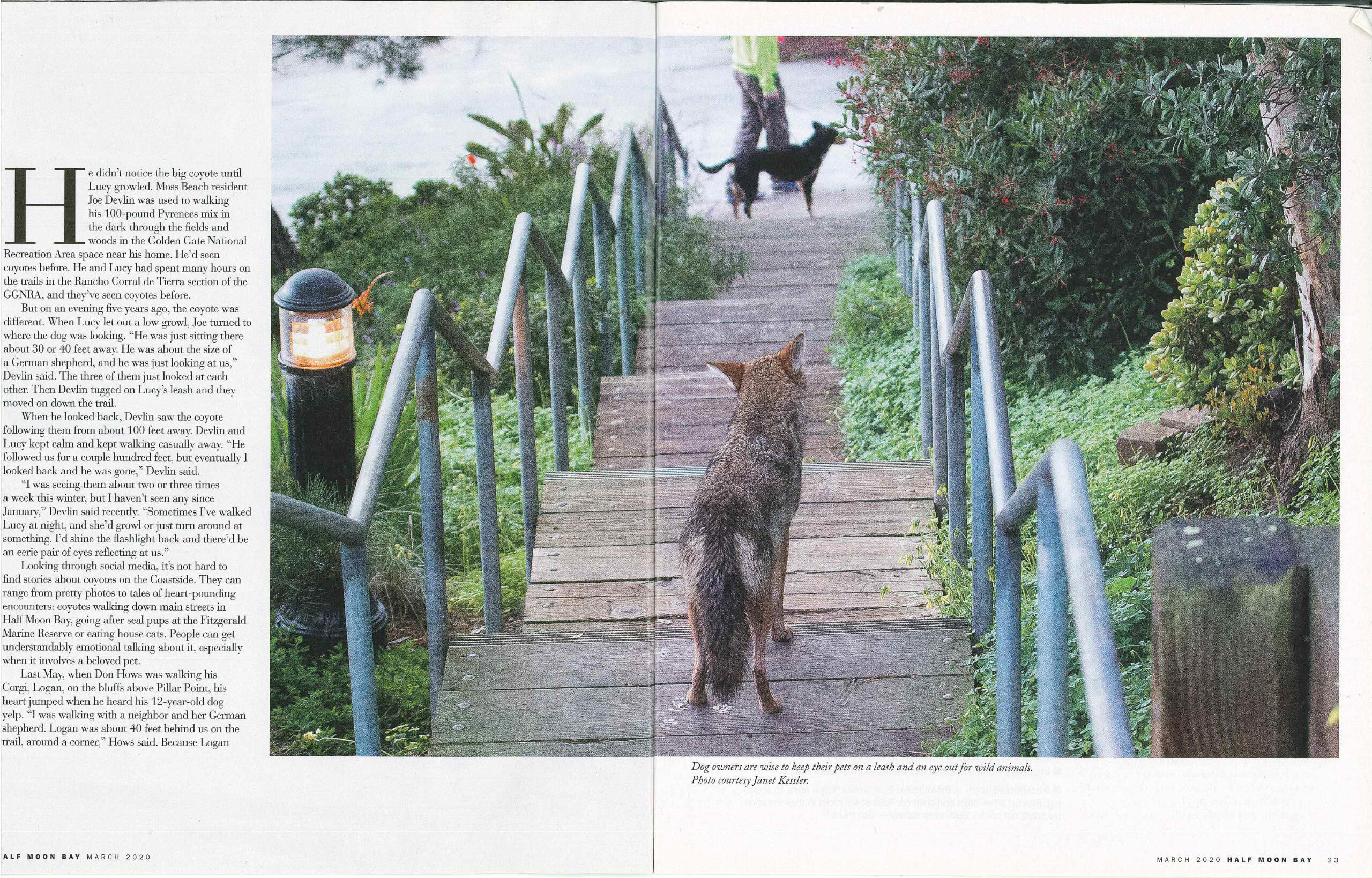 Coyotes on the Coast, p.2