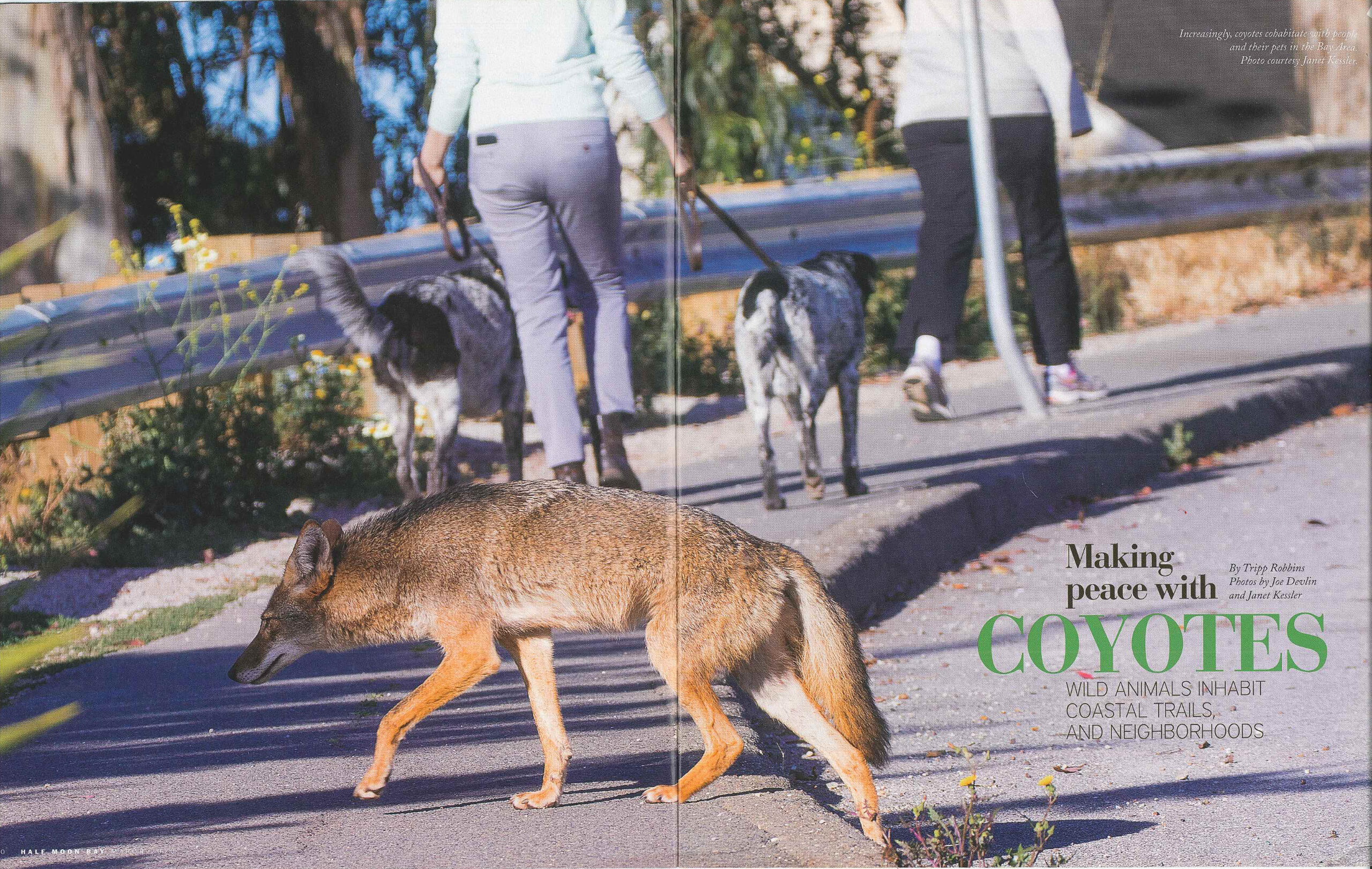 Coyotes on the Coast, p.1